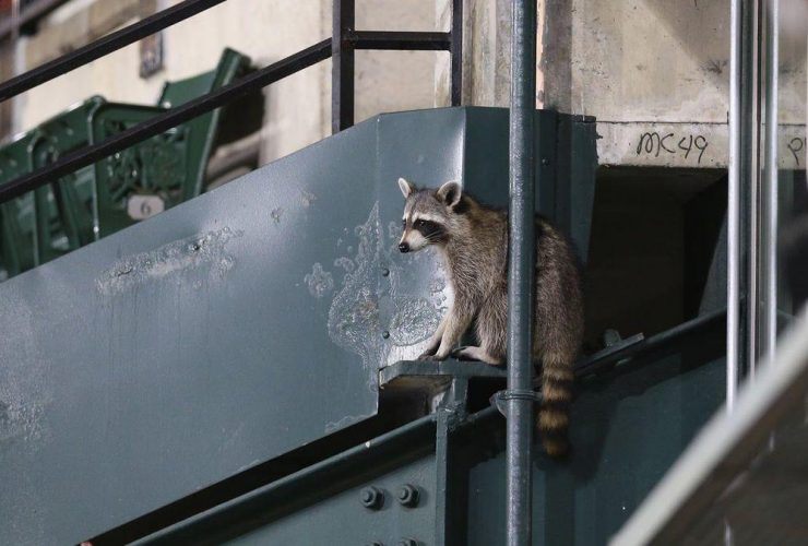 Rally Raccoon