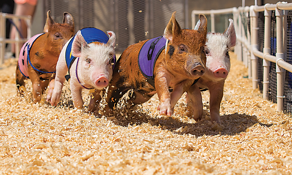 Sep List Pig Sep List Pig