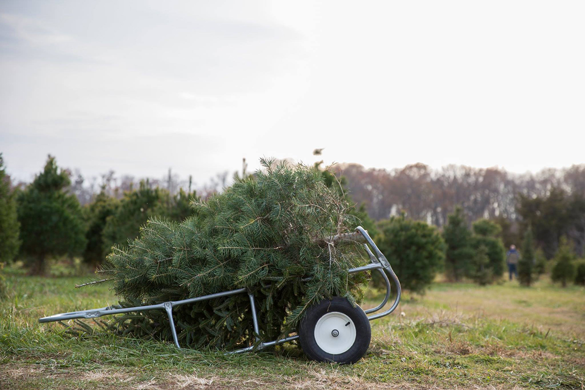 Web Cawley Family Farm Tree