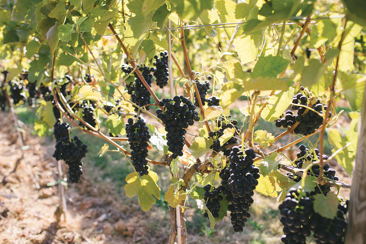 Big Cork Grape Vine