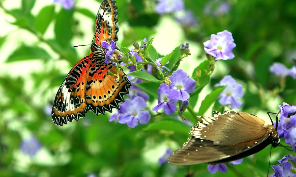 Butterfly Garden