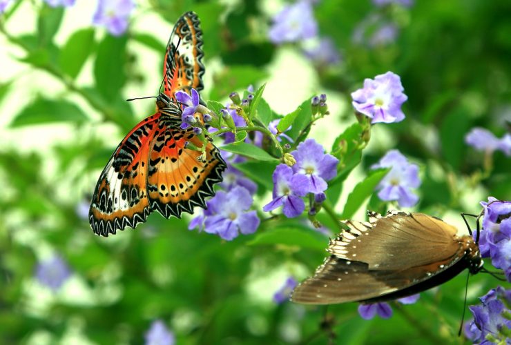 Butterfly Garden