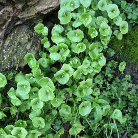 Claytonia-minerslettuce