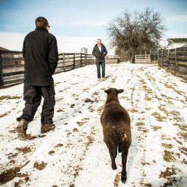 Cunningham Farm08-1