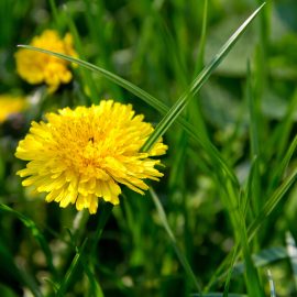 dandelion