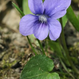 dog violet