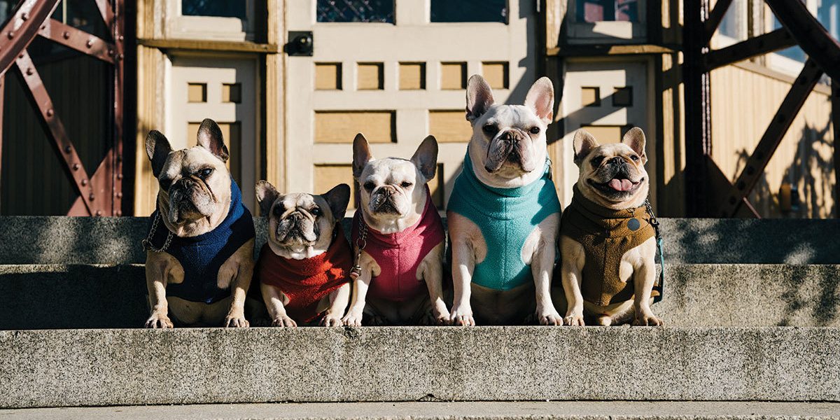 French bulldog pups