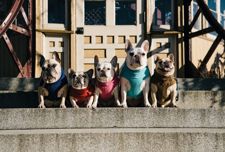 French bulldog pups