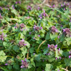 ground ivy