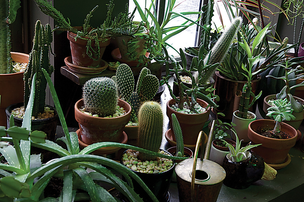 Hilton Carter Nest Cacti