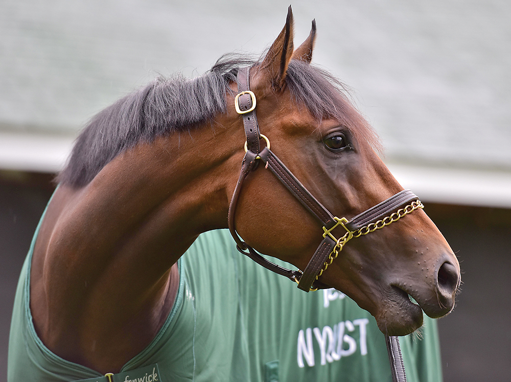 Horse Opener Horse Opener