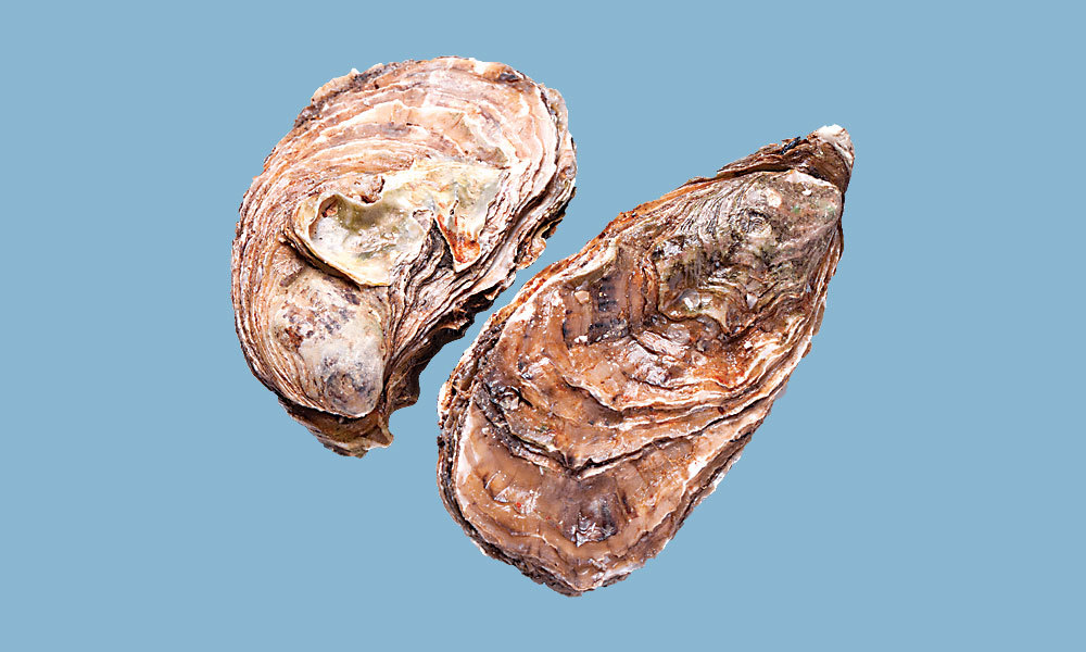Mar Launch Clam Mar Launch Clam