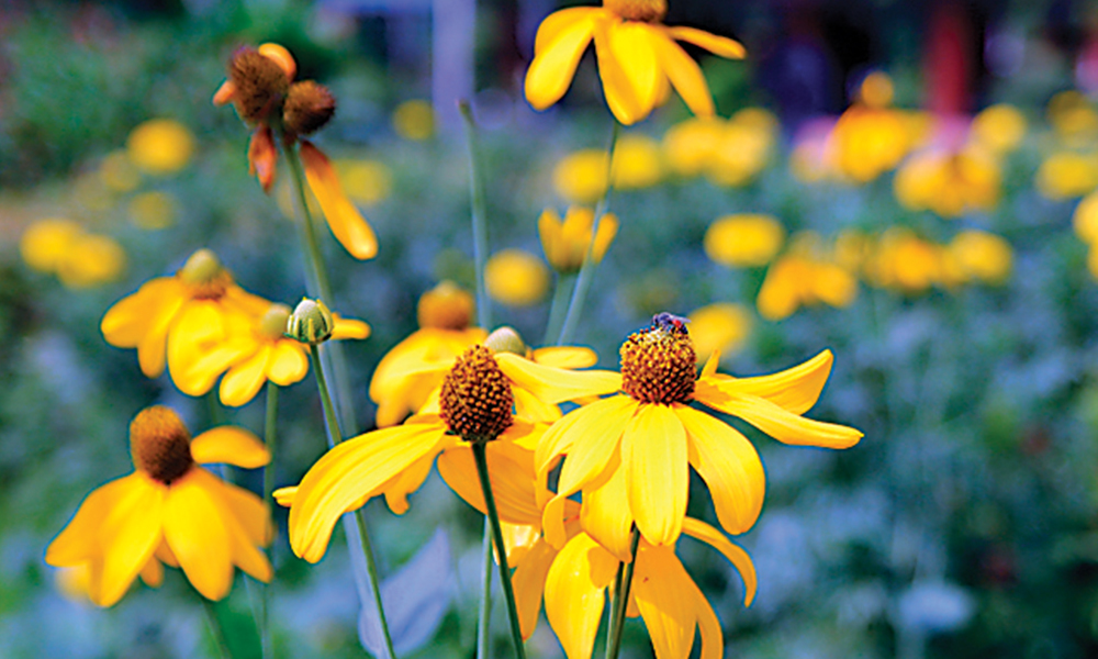 May Launch Flowers May Launch Flowers