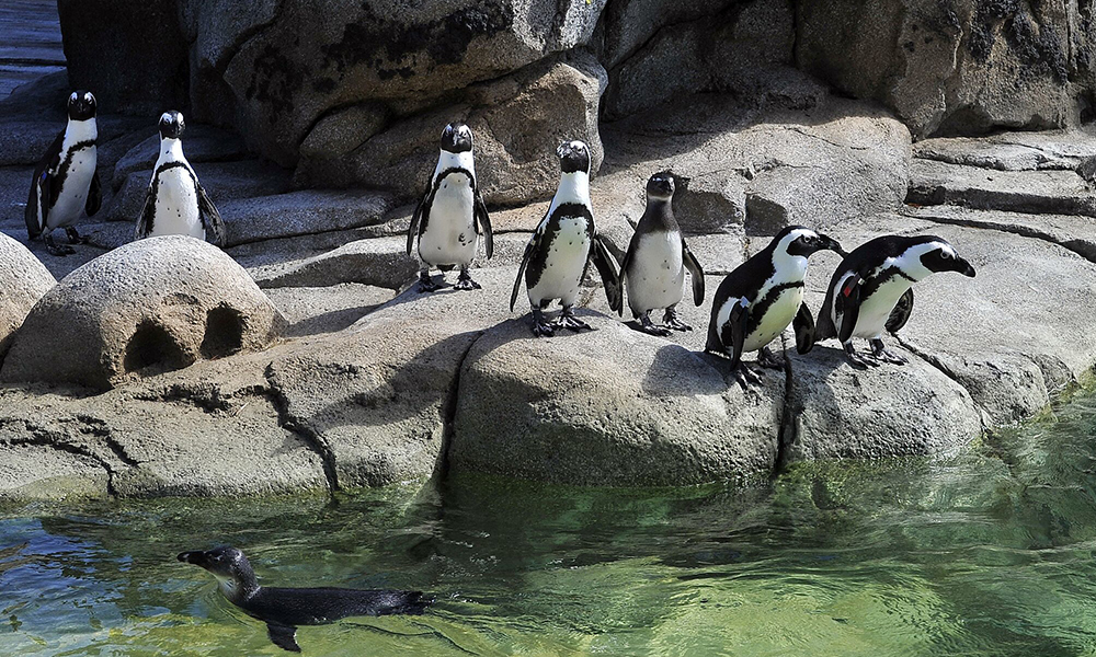 May Launch Penguins May Launch Penguins
