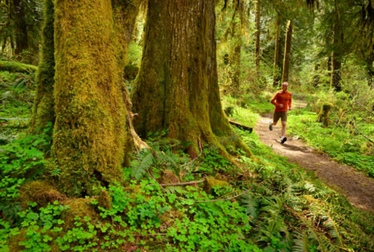 Treehugger5k-Irvine