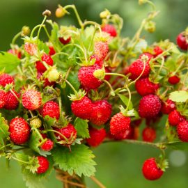 wild strawberries