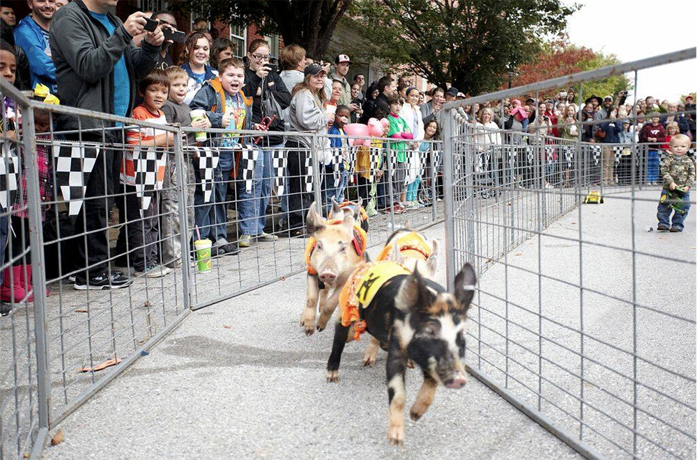 WLPigtownFest WLPigtownFest