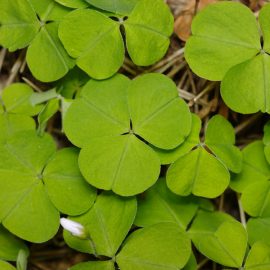 woodsorrel