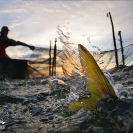 Working The Water © Jay Fleming 11