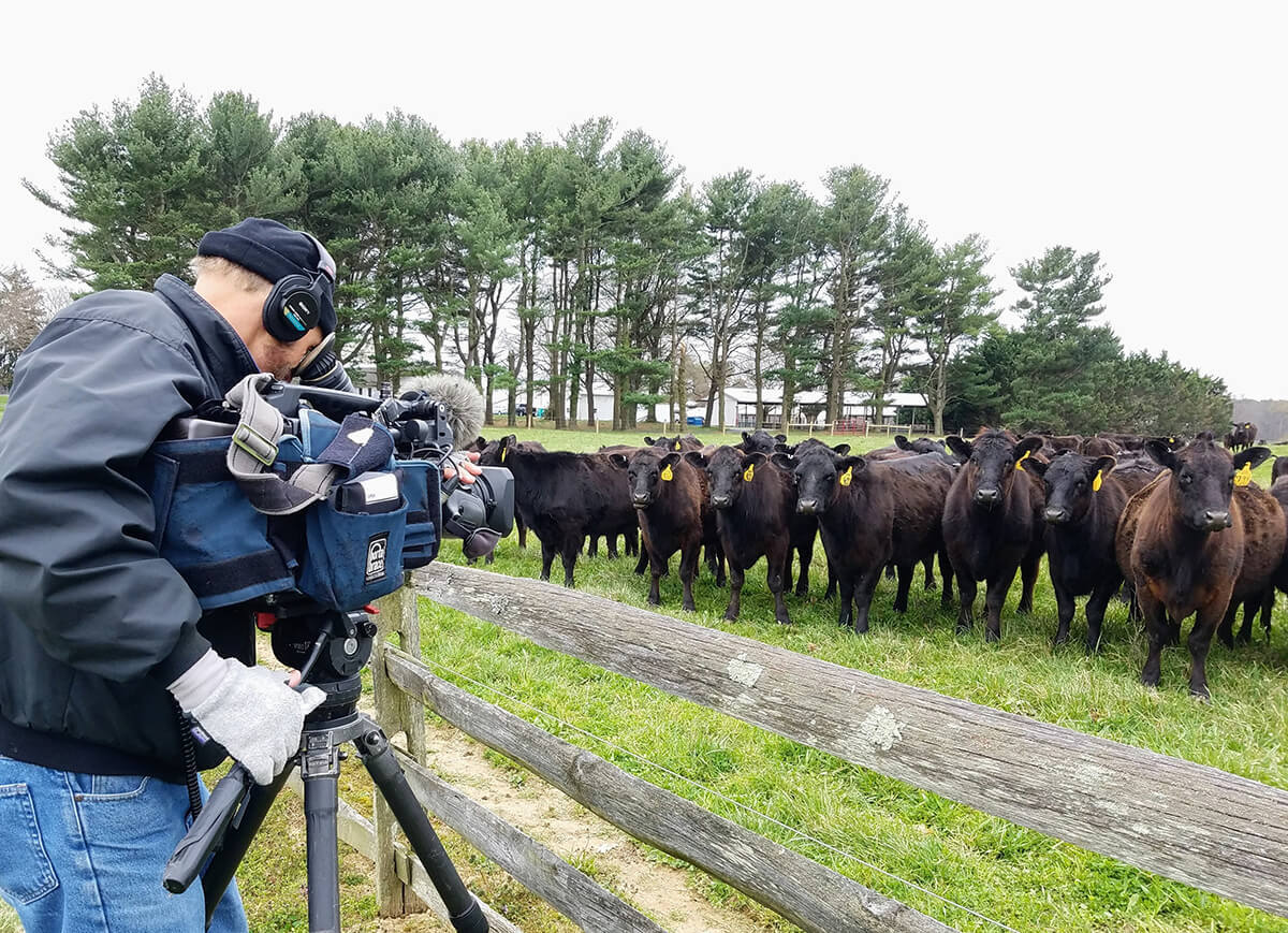 Maryland-Farm-Harvest-filming-the-Wye-Angus-Herd-in-Queenstown.jpg#asset:118883