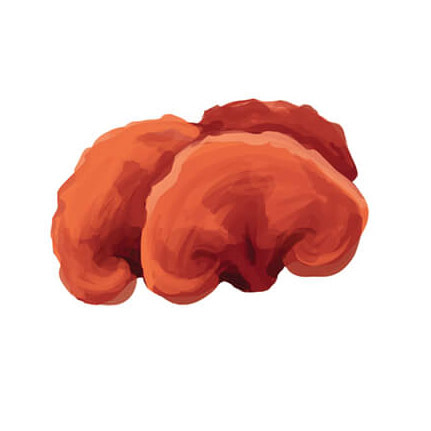 ReishiMushrooms.jpg#asset:120580