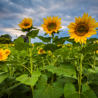 Sunflowers2