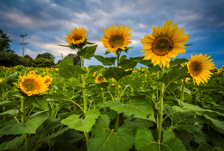 Sunflowers2