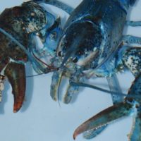 10341684 10152090252251174 8398509530687487043 n