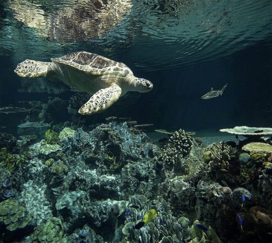 Aquarium Turtle