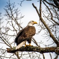 Bald Eagle2