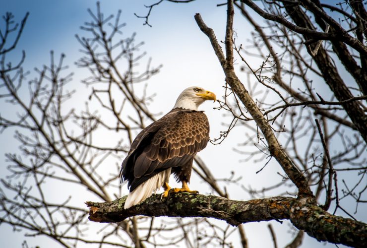 Bald Eagle2