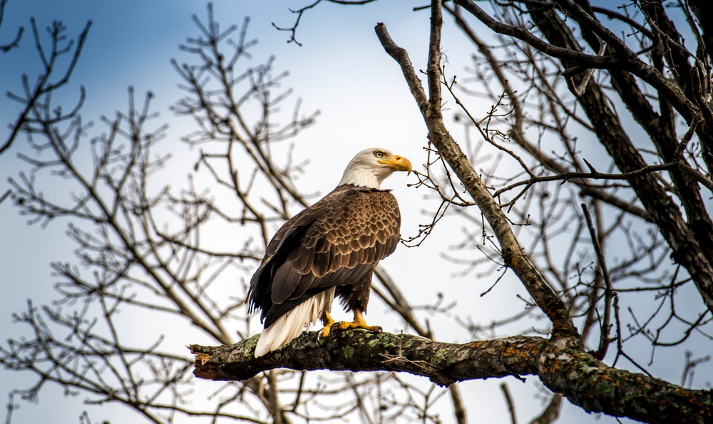 Bald Eagle2