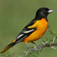 Baltimore Oriole s52-11-018 l 0