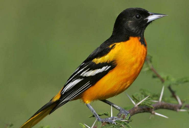 Baltimore Oriole s52-11-018 l 0