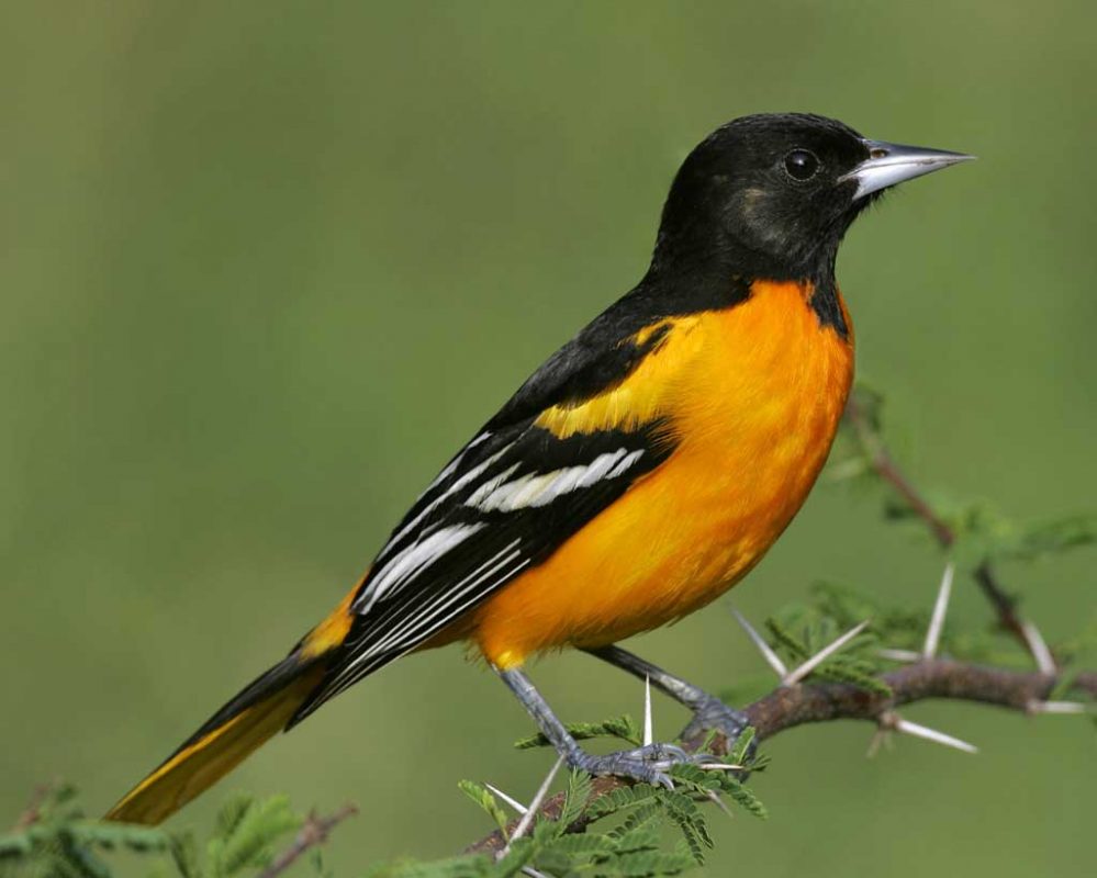 Baltimore Oriole s52-11-018 l 0