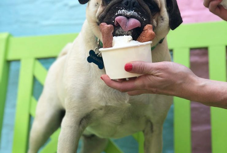 Best Dog Restaurants Bars Ice Cream