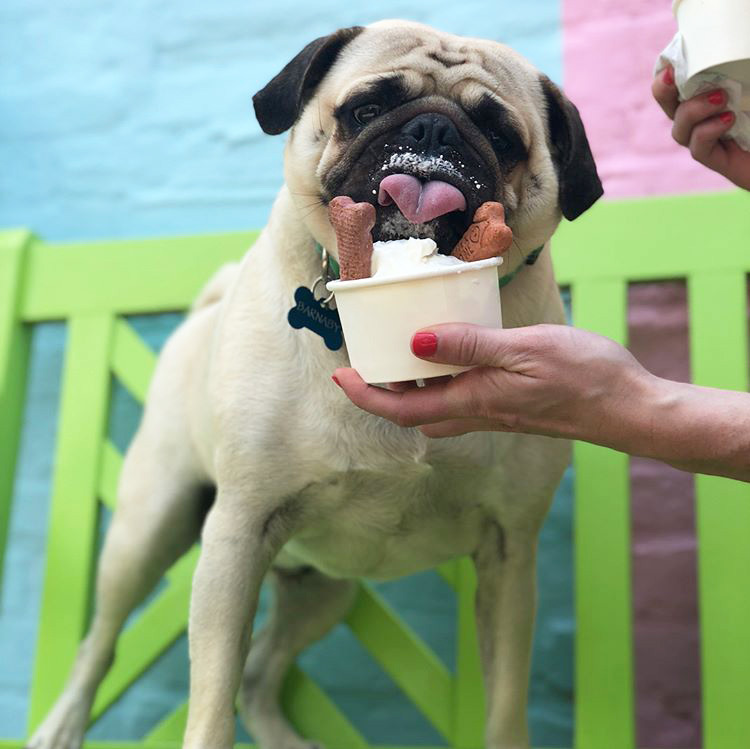 Best Dog Restaurants Bars Ice Cream