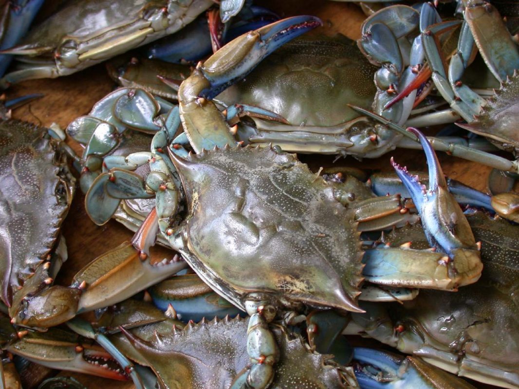 Blue crab on market in Piraeus - Callinectes sapidus Rathbun 20020819-317