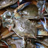 Blue crab on market in Piraeus - Callinectes sapidus Rathbun 20020819-317