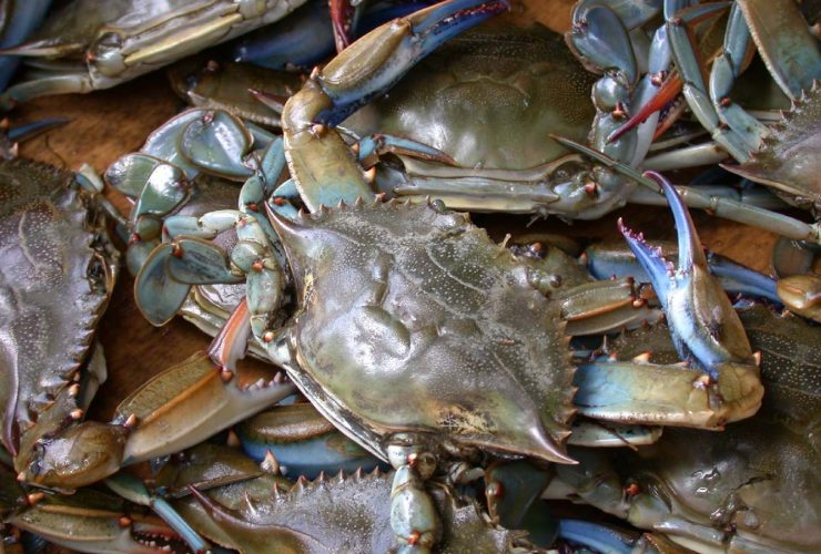 Blue crab on market in Piraeus - Callinectes sapidus Rathbun 20020819-317