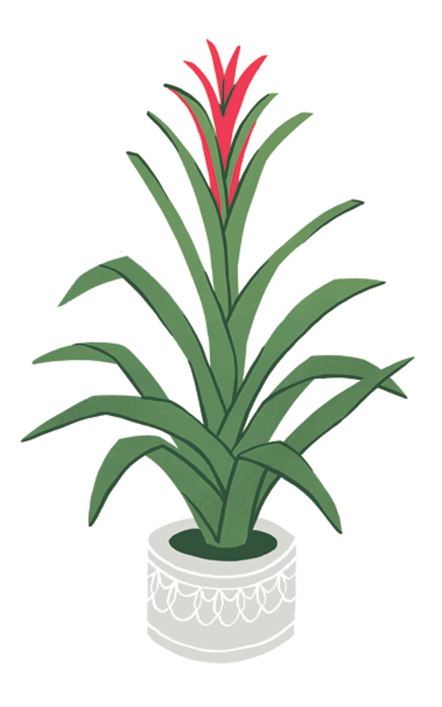 bromeliad.jpg#asset:96067