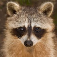 Camden Yards Raccoon