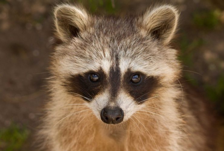 Camden Yards Raccoon