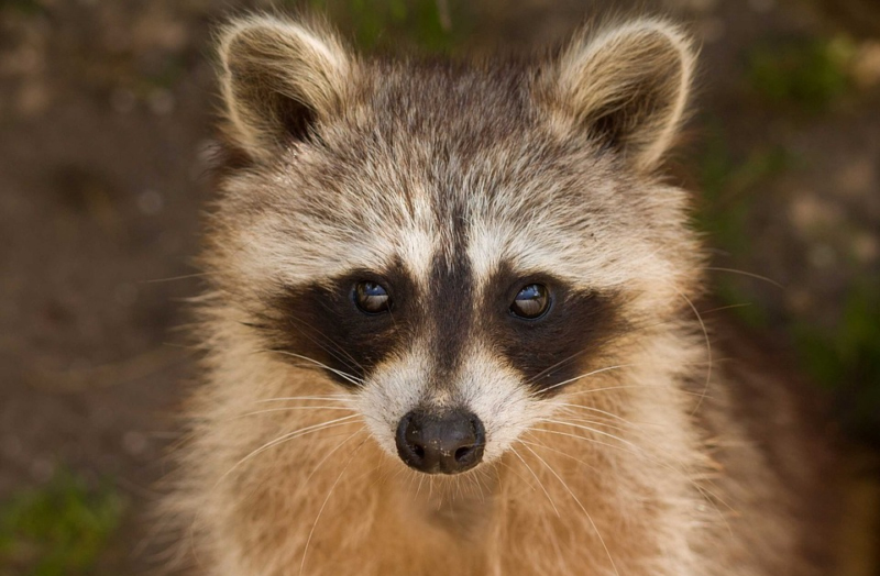 Camden Yards Raccoon