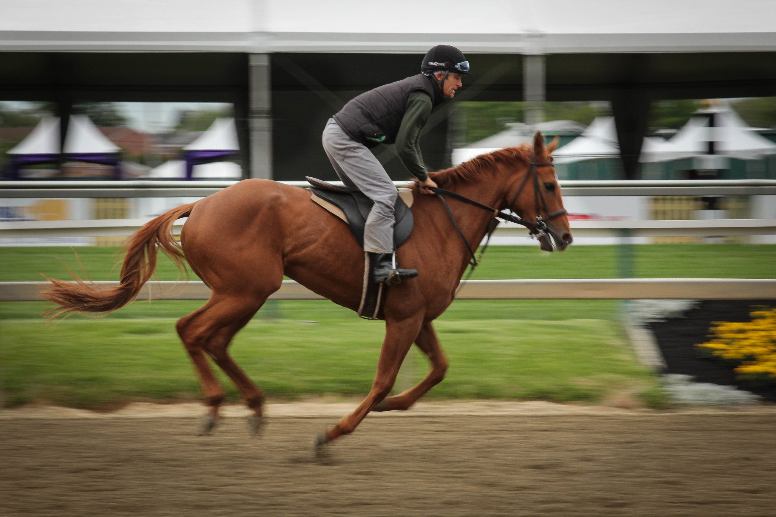 Chestnut Exercising