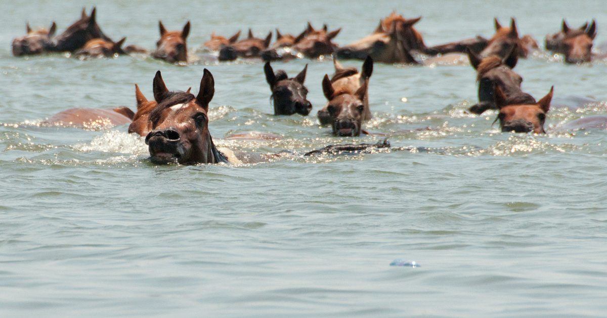 Chincoteague Pony swim by Bonnie Gruenberg