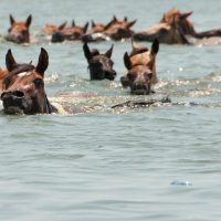 Chincoteague Pony swim by Bonnie Gruenberg