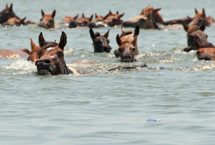 Chincoteague Pony swim by Bonnie Gruenberg