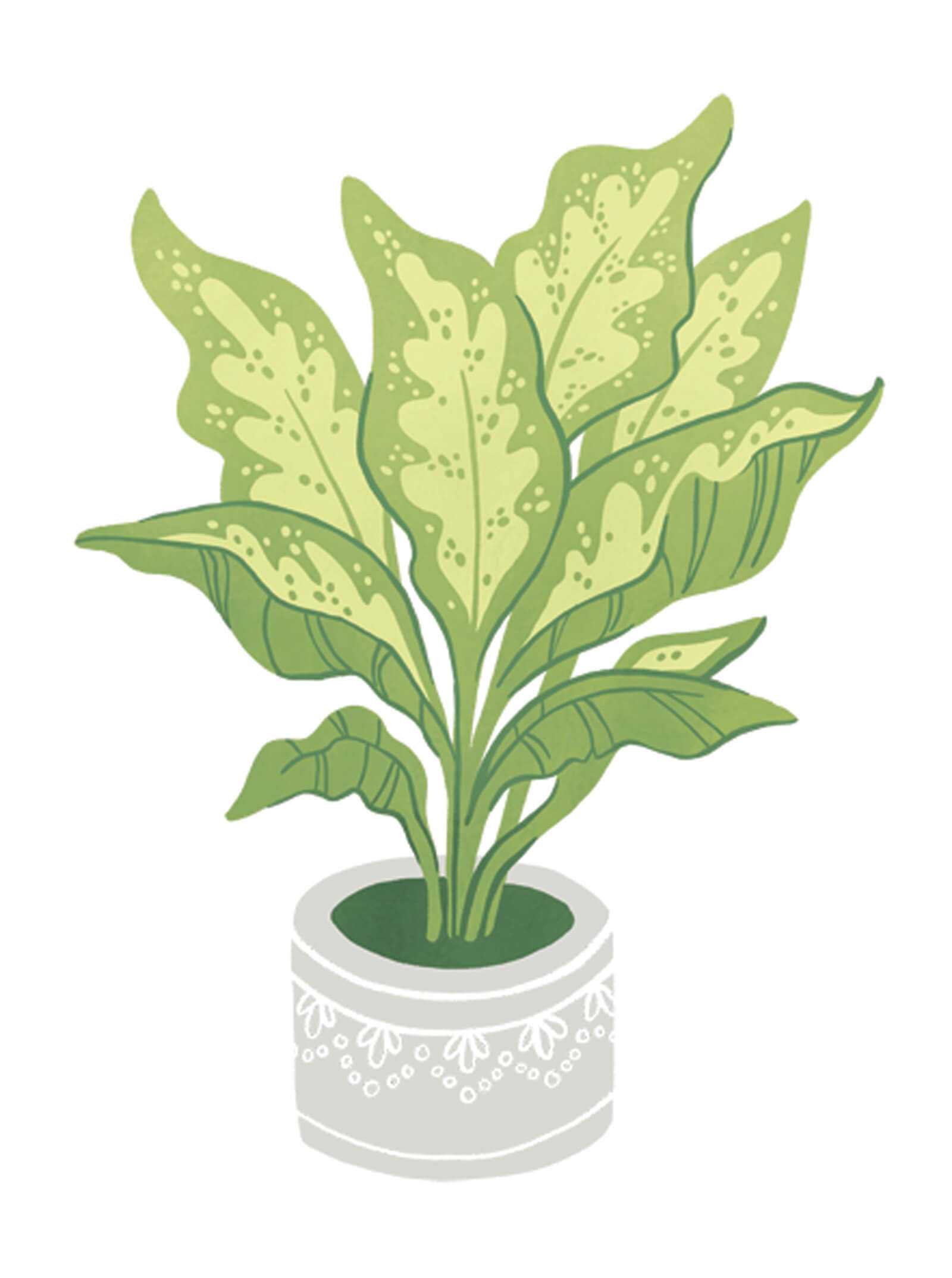 chineseevergreen.jpg#asset:96069