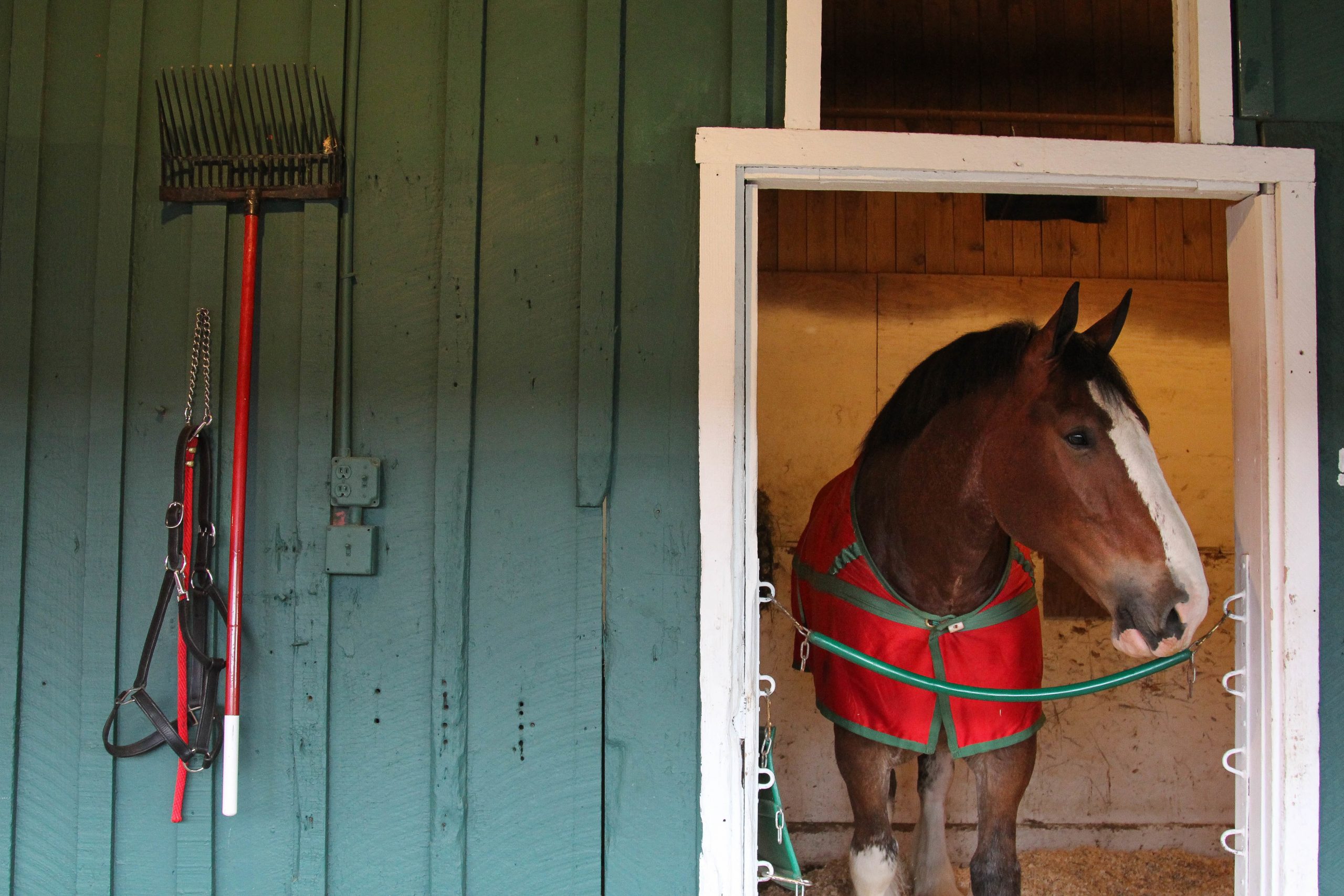 Clydesdale 1